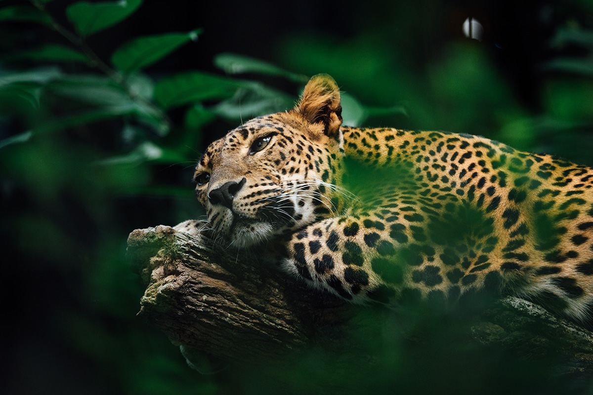 Costa Rica Express Costa Rica Express