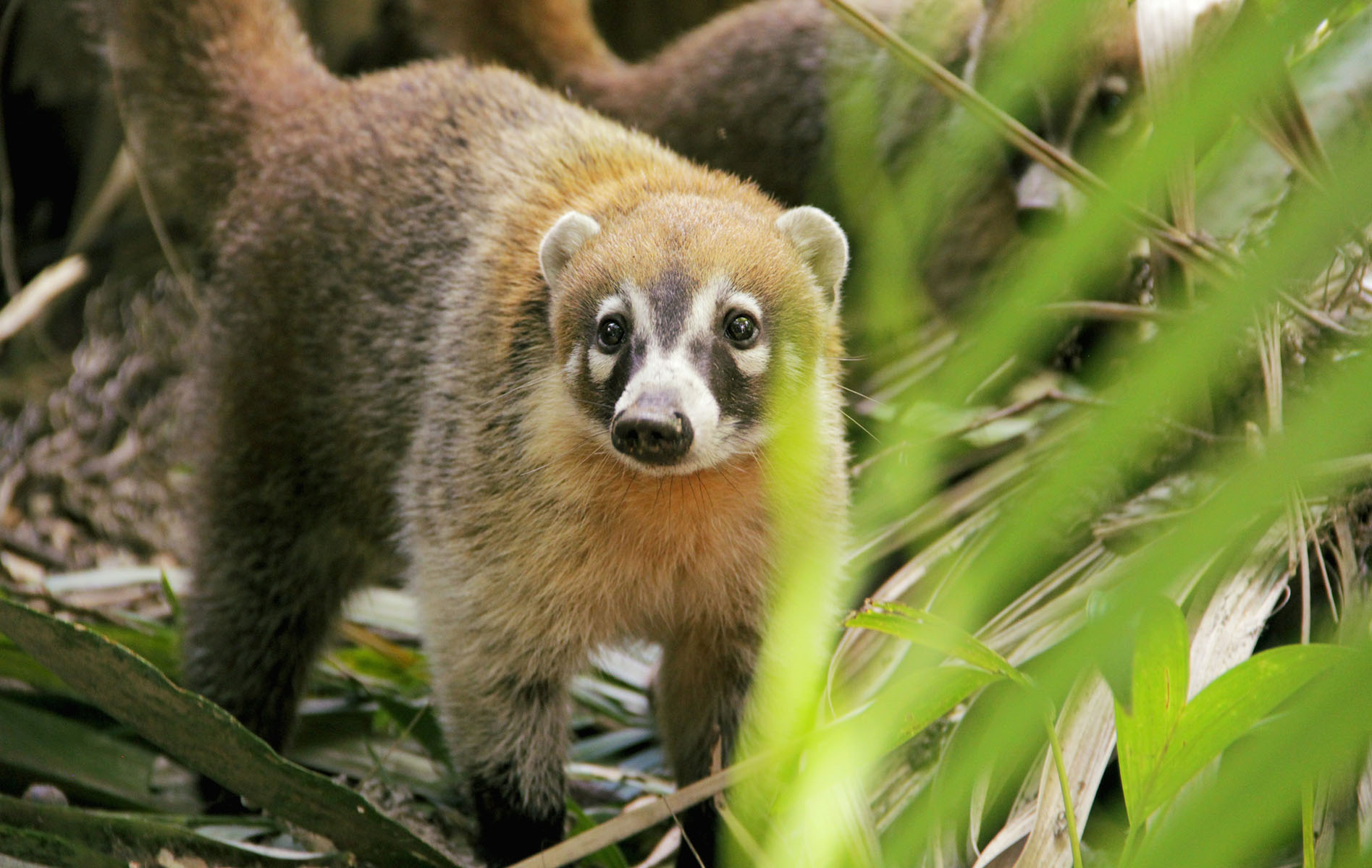 Traslados desde Monteverde