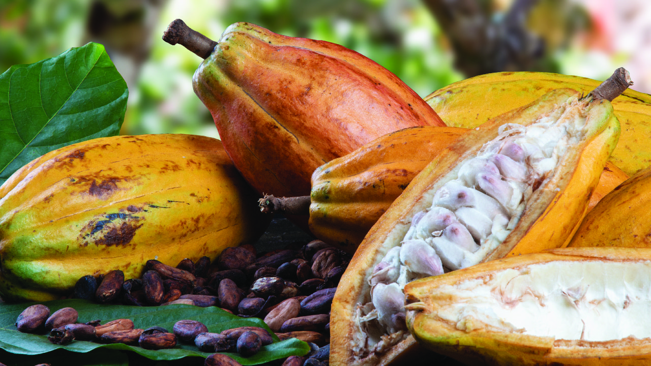 Costa Rica: Coffe, Chocolate and beach