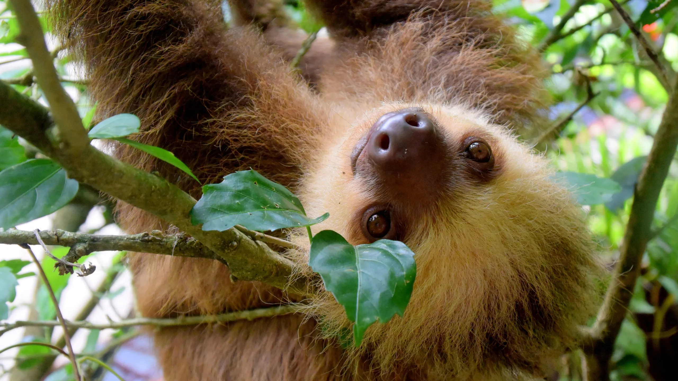 Costa Rica Pura Vida